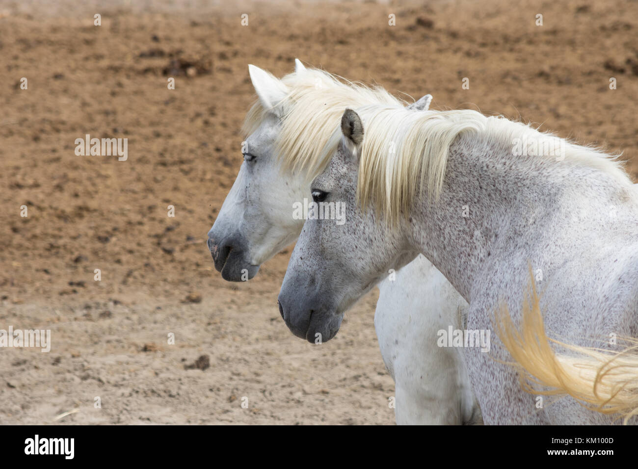 Un gros plan de deux chevaux camargue' chefs et les épaules, debout dans la terre. Le jeune cheval a des mouchetures gris. photographié par derrière dans le na Banque D'Images