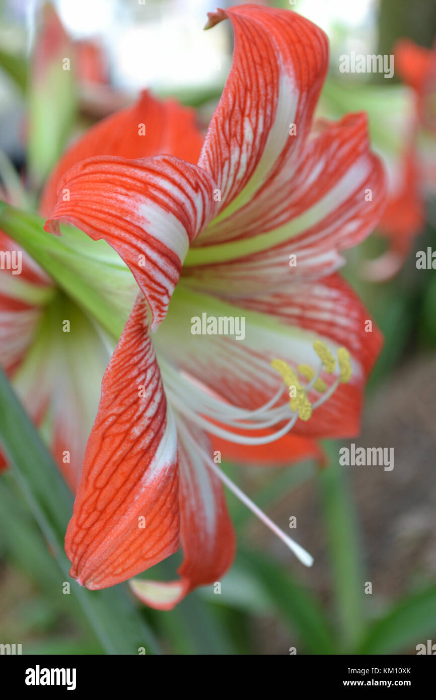 Fleur rouge japonaise Banque D'Images