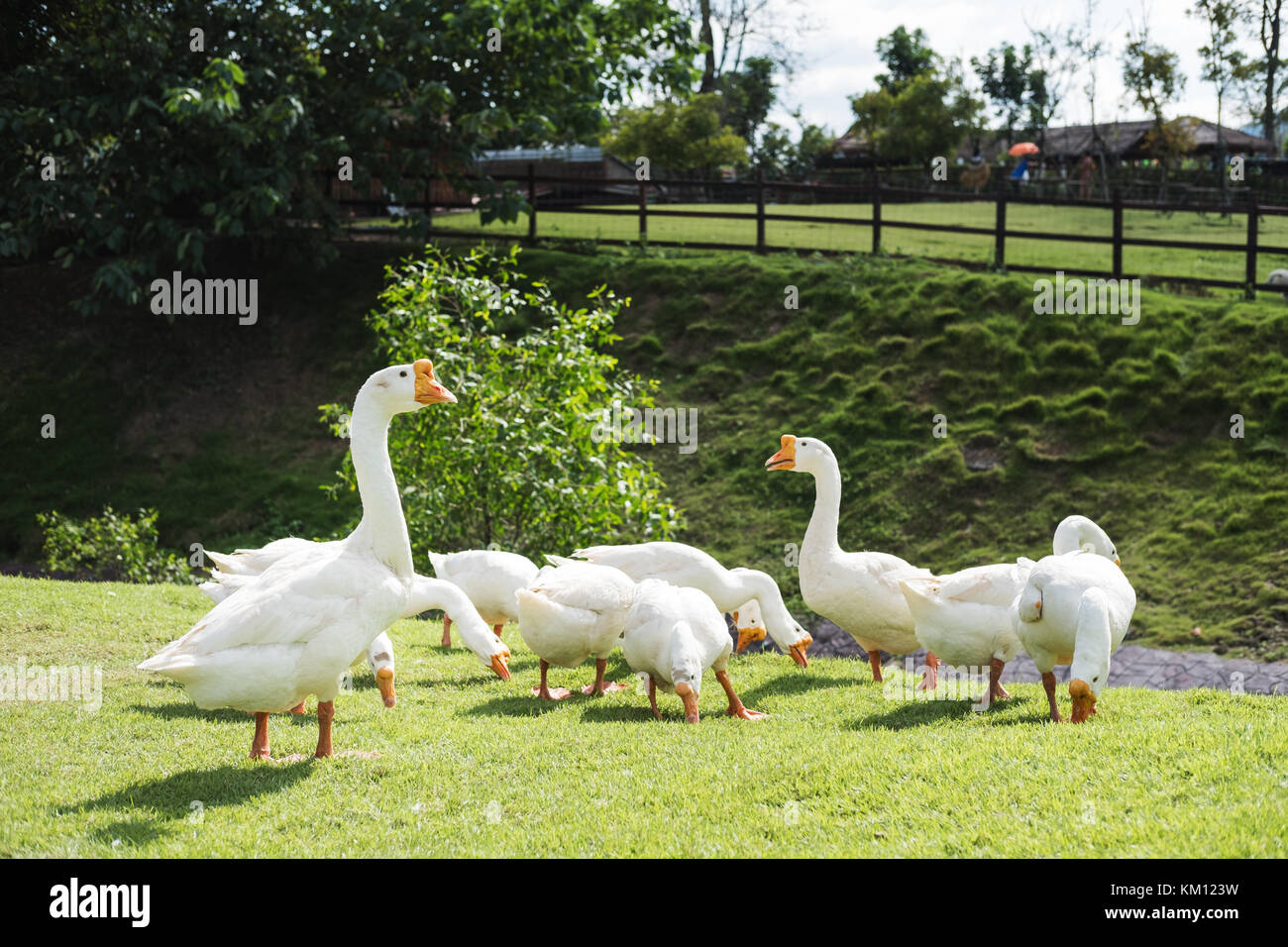Groupe d'oie blanche, sur pelouse verte en pays farm Banque D'Images