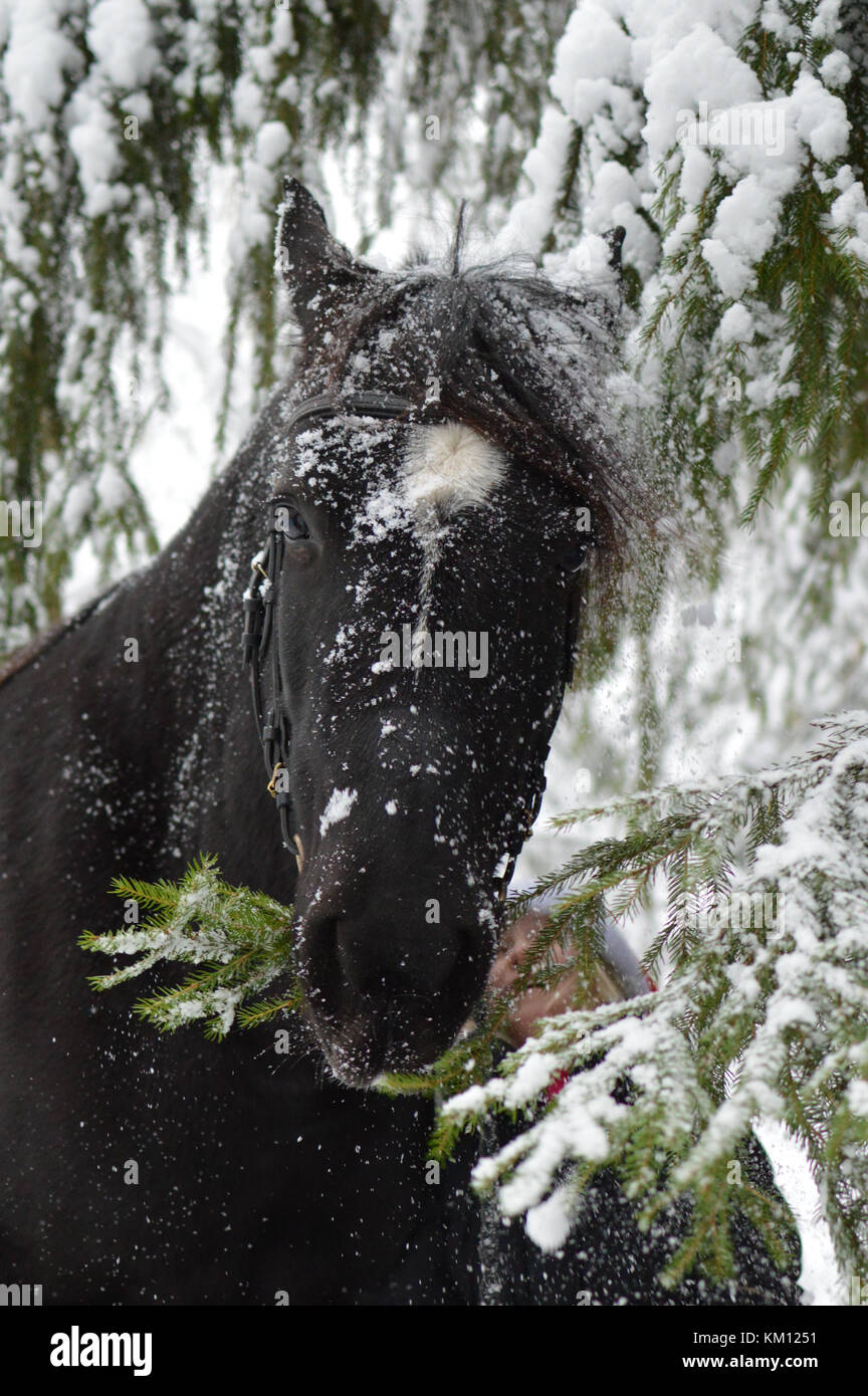 La direction générale de l'alimentation du cheval noir dans la forêt enneigée Banque D'Images