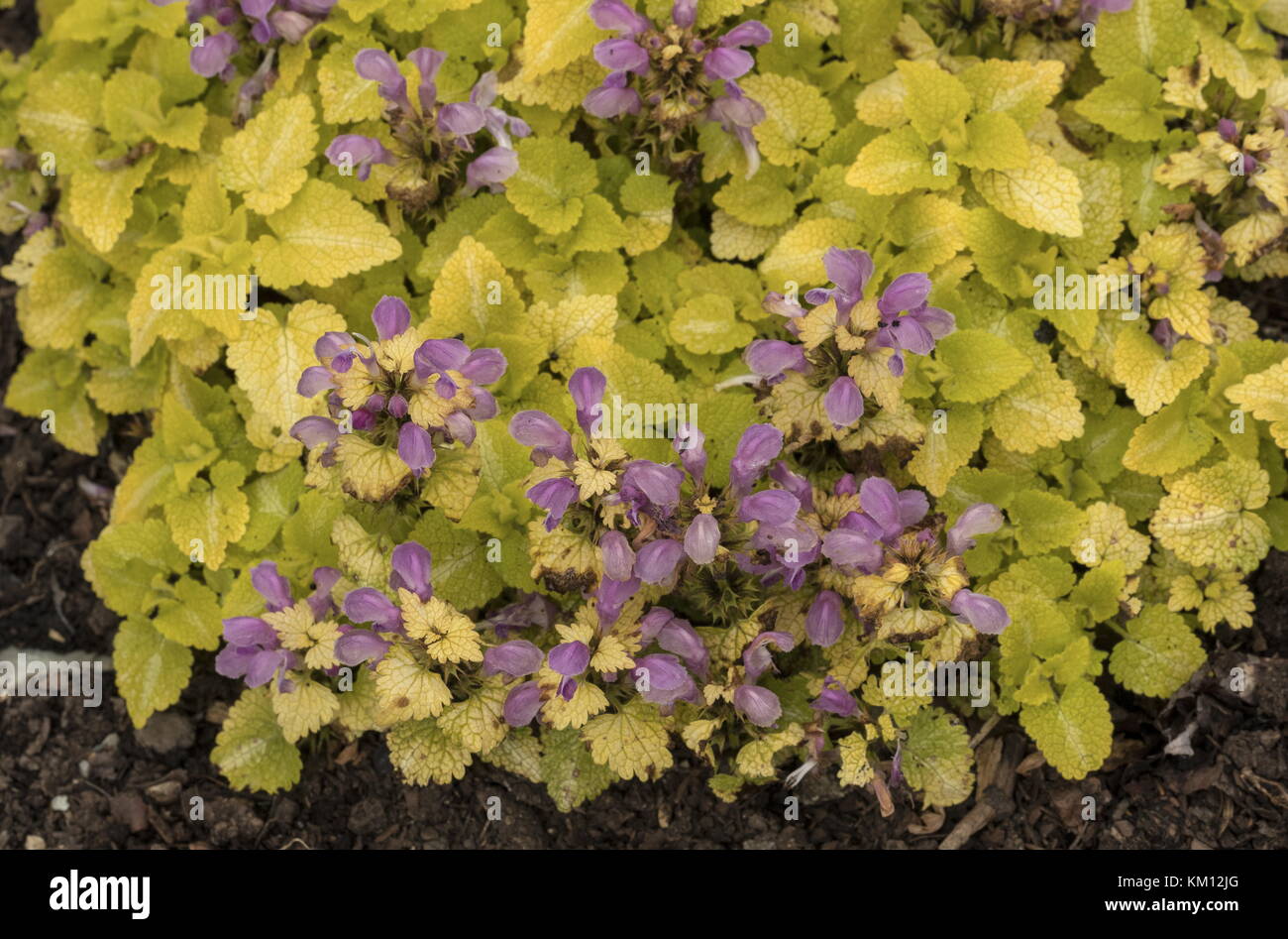 Variété de jardin de Deadnettle à pois, Lamium maculatum 'aureum', Banque D'Images