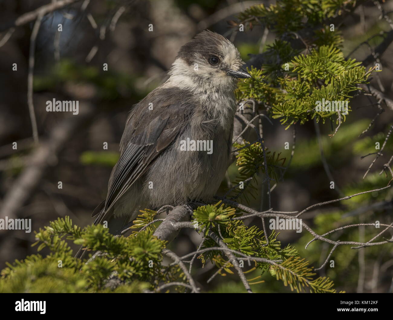 jay gris, Perisoreus canadensis, perché dans le sapin, Terre-Neuve, Canada. Banque D'Images