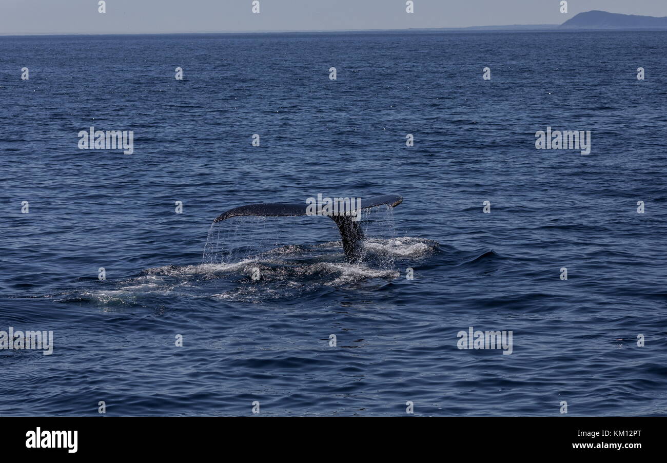 Nageoire arrière distinctive, ou douve, de la baleine à bosse, Megaptera novaeangliae, plongeant au large de Terre-Neuve. Banque D'Images
