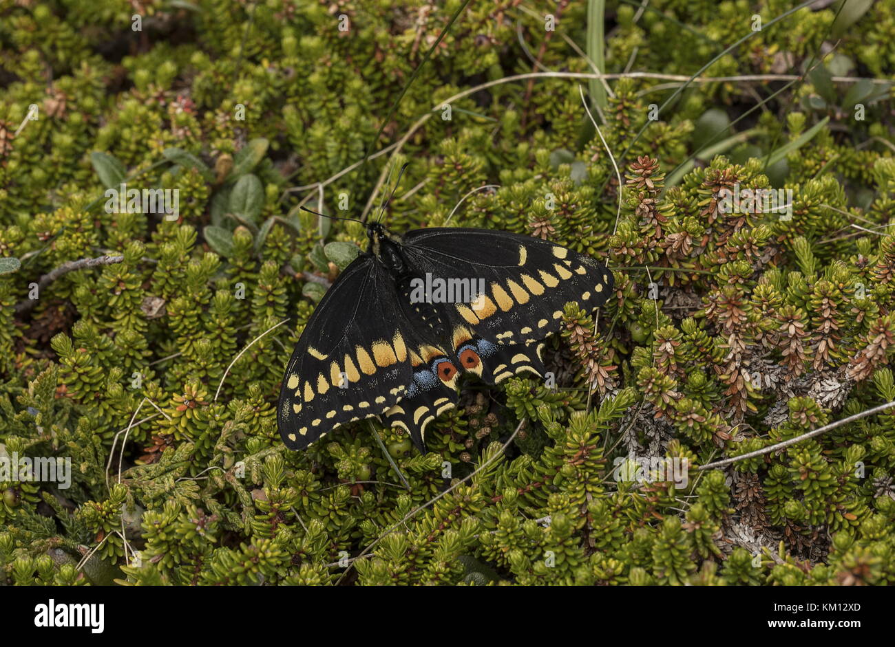 Papilio brevicauda, la queue abrupte, s'est installée sur la crowberry, dans la toundra, à Terre-Neuve. Banque D'Images