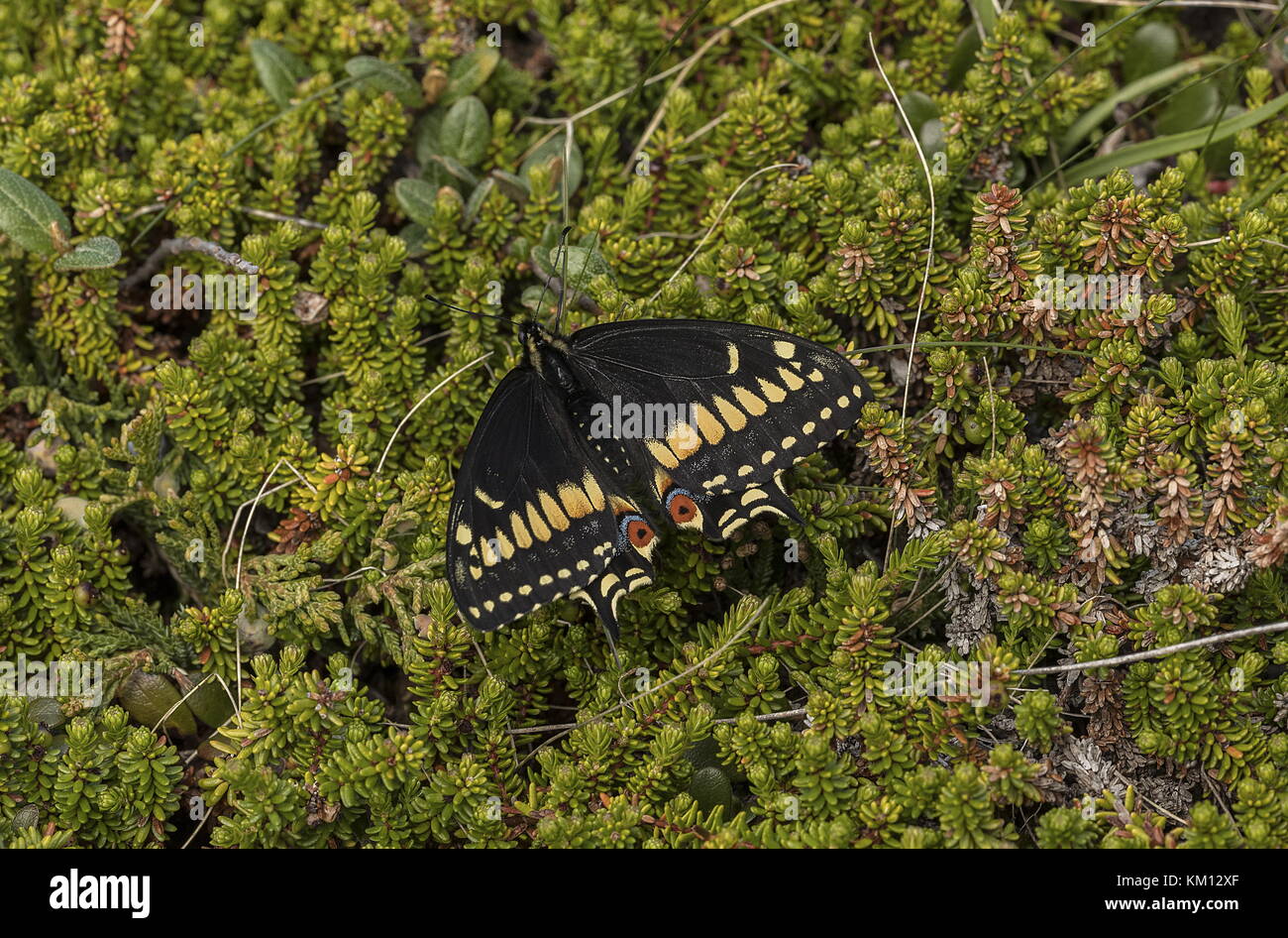 Papilio brevicauda, la queue abrupte, s'est installée sur la crowberry, dans la toundra, à Terre-Neuve. Banque D'Images