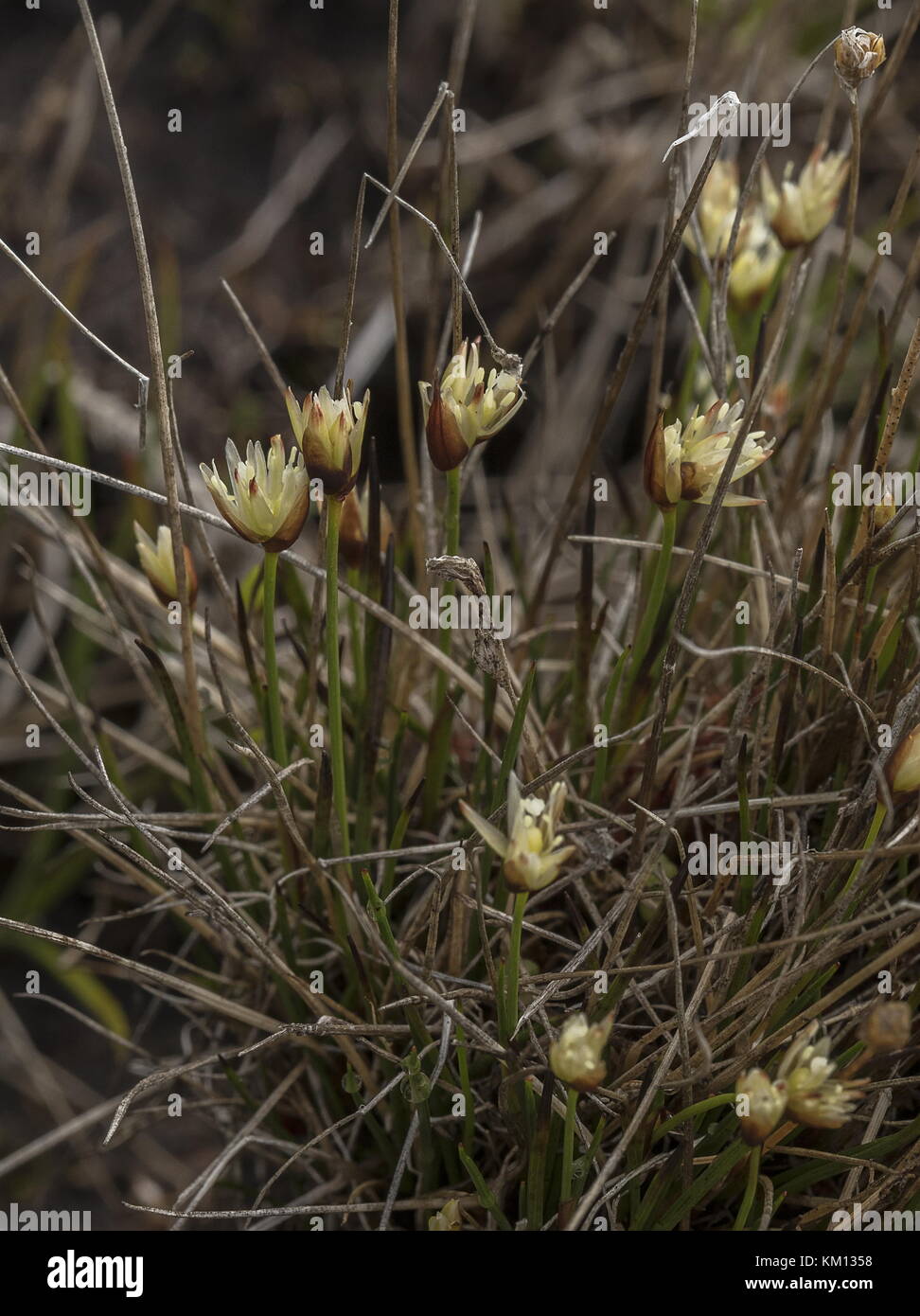 Trois fleurs de Rush, Juncus triglumis, bouquet de fleurs, lande humide. Banque D'Images