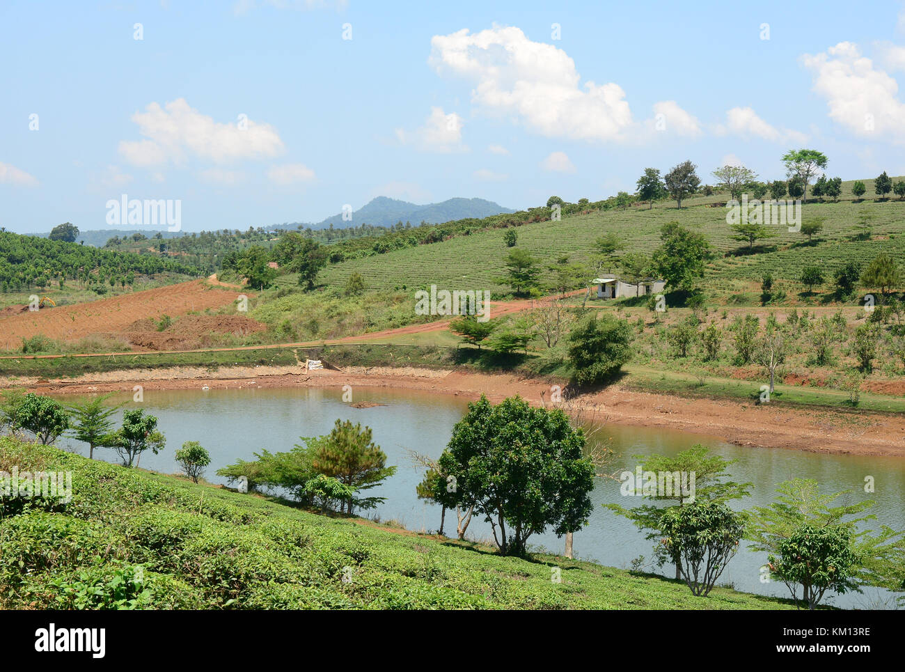 Plateau ferme à bao loc highland, Vietnam. bao loc plateau Hill est la meilleure zones de culture du thé du Vietnam. Banque D'Images