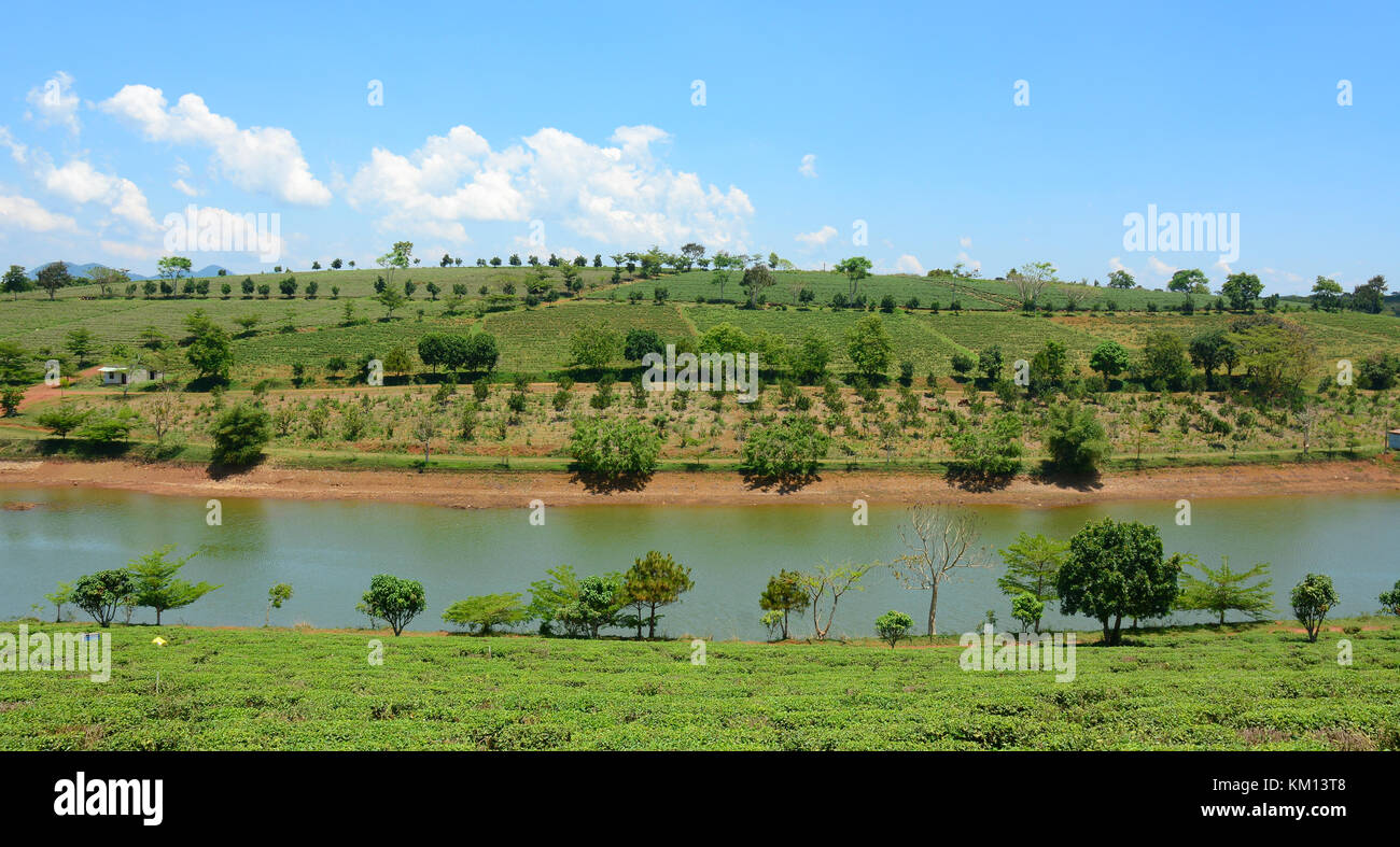 Plateau ferme à bao loc highland, Vietnam. bao loc plateau Hill est la meilleure zones de culture du thé du Vietnam. Banque D'Images