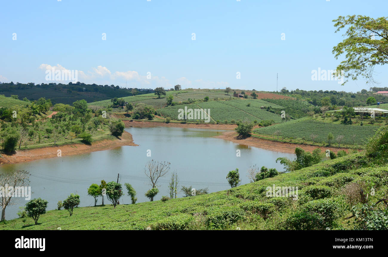 Plateau ferme à bao loc highland, Vietnam. bao loc plateau Hill est la meilleure zones de culture du thé du Vietnam. Banque D'Images