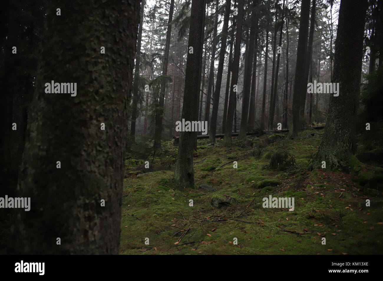 Les arbres d'automne en forêt Banque D'Images