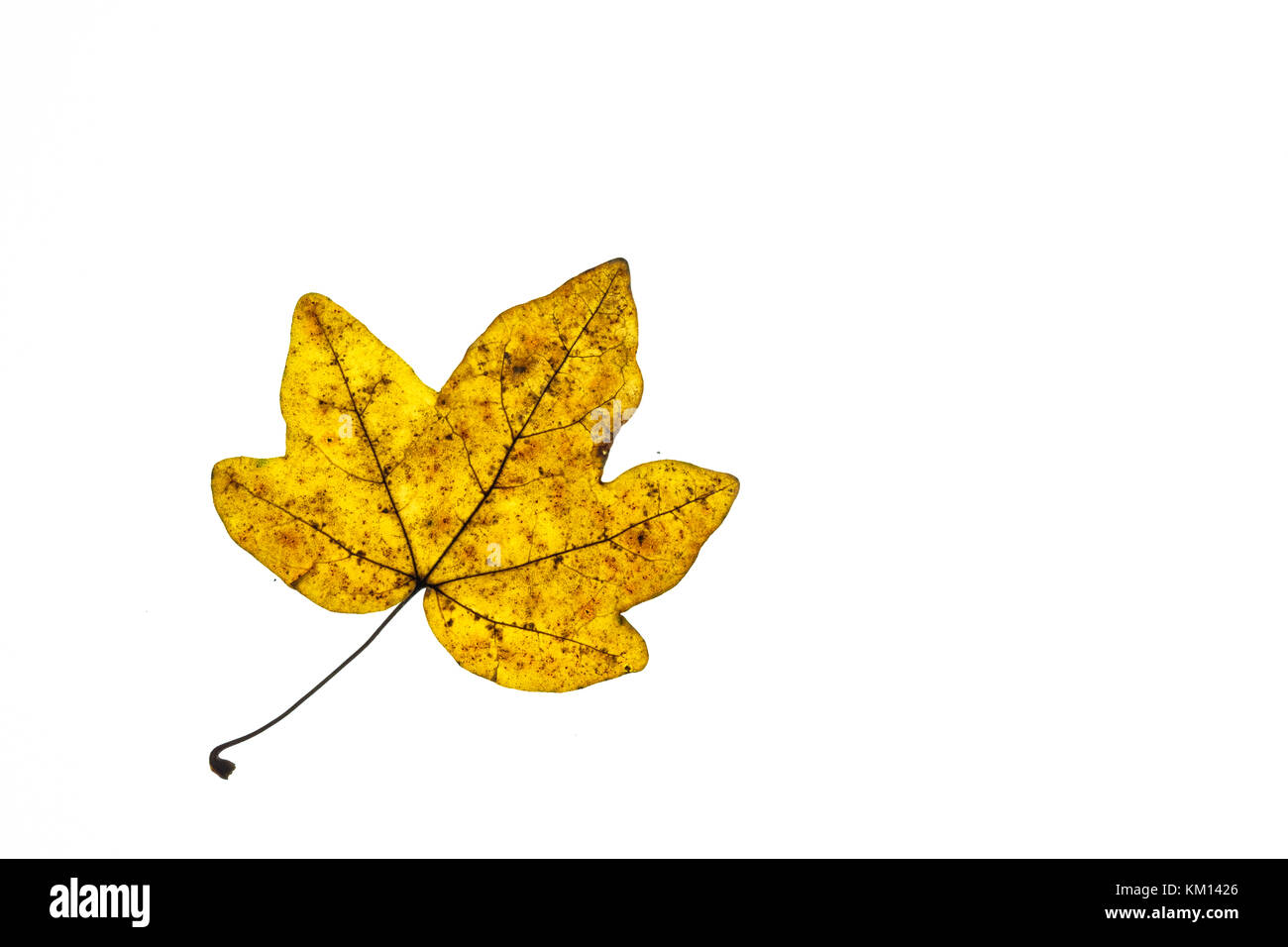 Feuille d'érable jaune en automne coloriages isolé blanc Banque D'Images