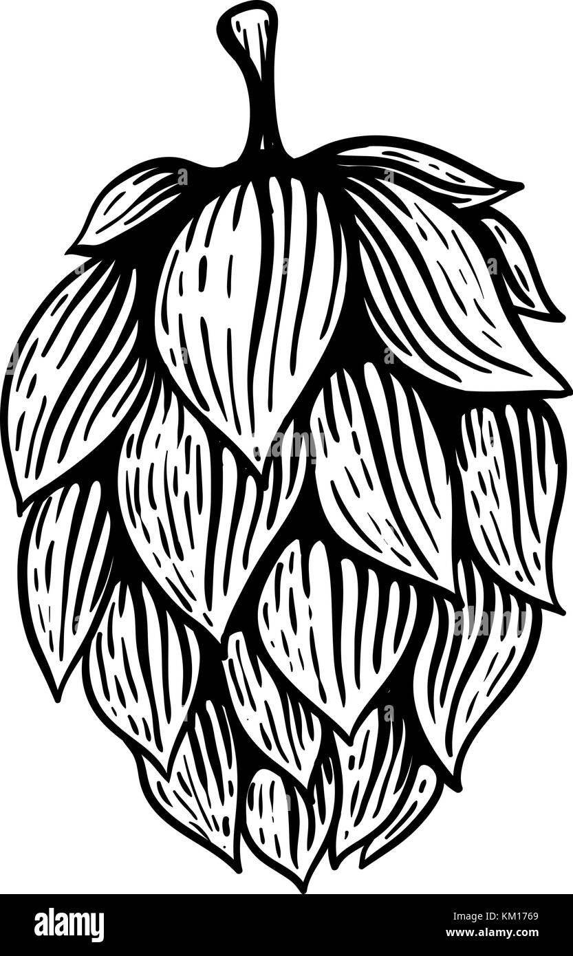 Beer hop dans leur gravure. élément de conception pour poster, carte, bannière. vector illustration Illustration de Vecteur