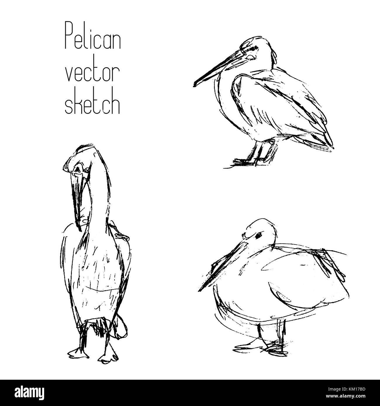 Ensemble de croquis au crayon pelican Illustration de Vecteur