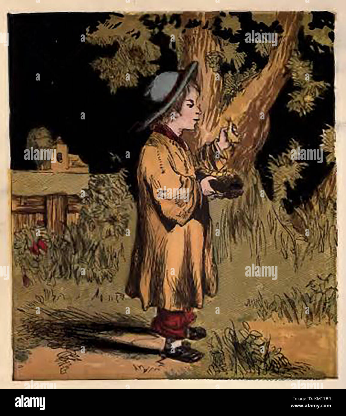 Une illustration couleur victorienne montrant un garçon 'la nidification des oiseaux' la collecte des œufs des oiseaux Banque D'Images