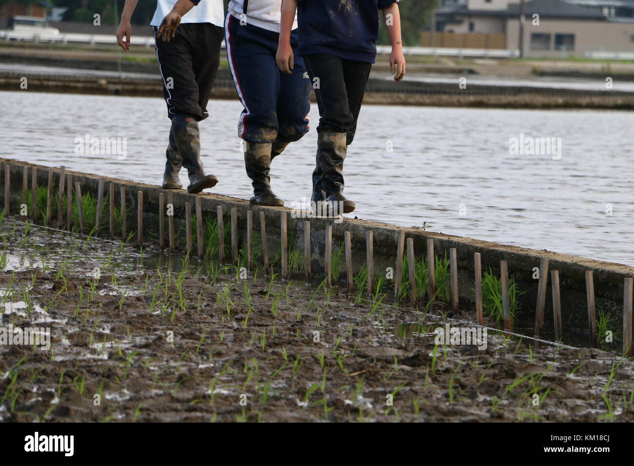 Les étudiants japonais en revenant de la rizière Banque D'Images