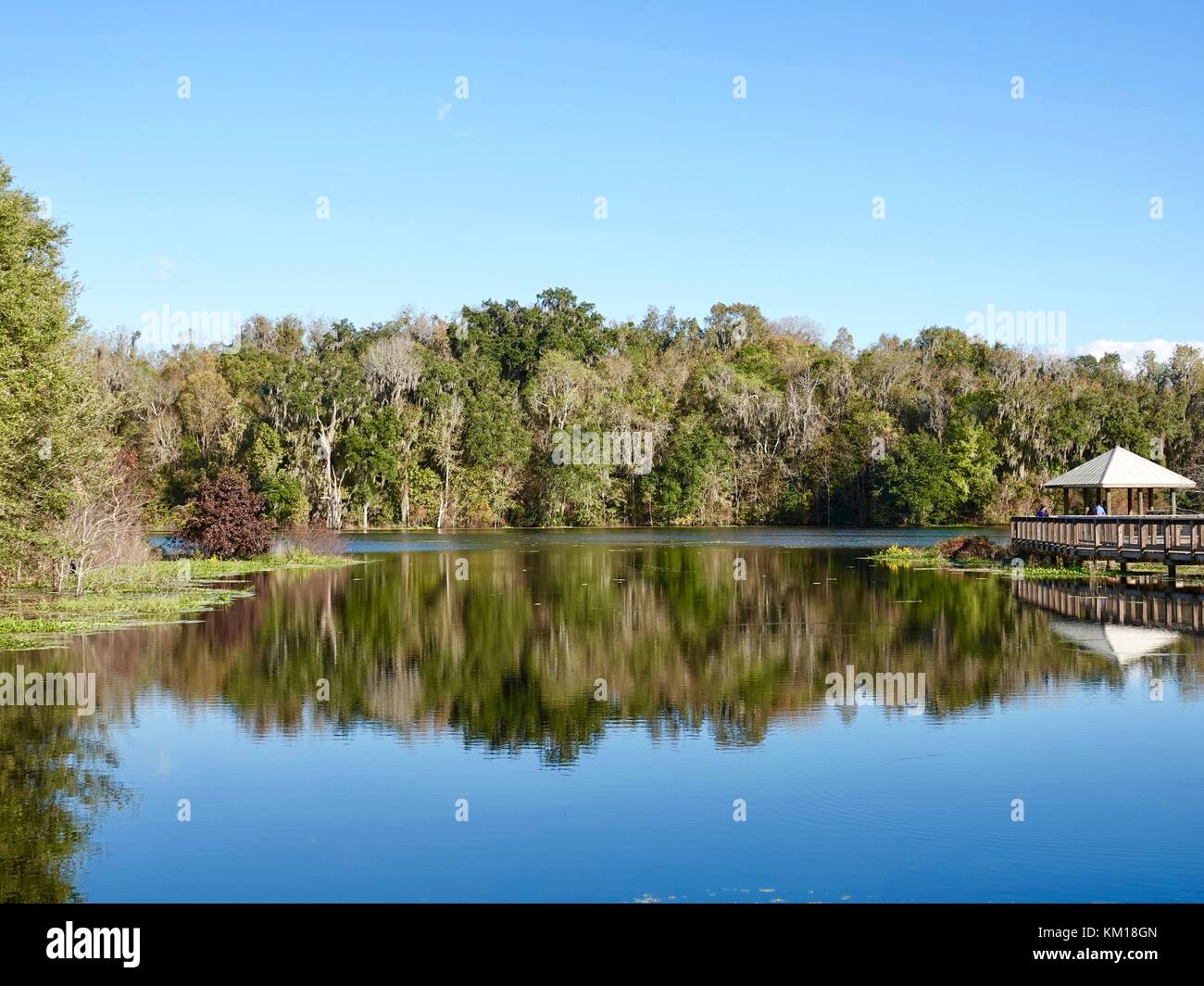 USA, Floride, Gainesville. Paynes Prairie Preserve State Park reflet d'arbres, ciel à Alachua lac où l'eau coule de nouveau dans l'aquifère floridan Banque D'Images