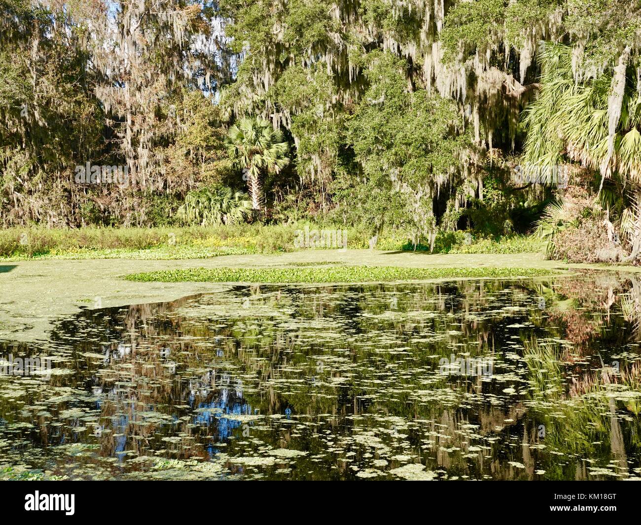 Alachua Sink, où l'eau de la région coule dans l'aquifère pour reconstituer la table d'eau, Paynes Prairie Preserve State Park, Gainesville, FL. Banque D'Images