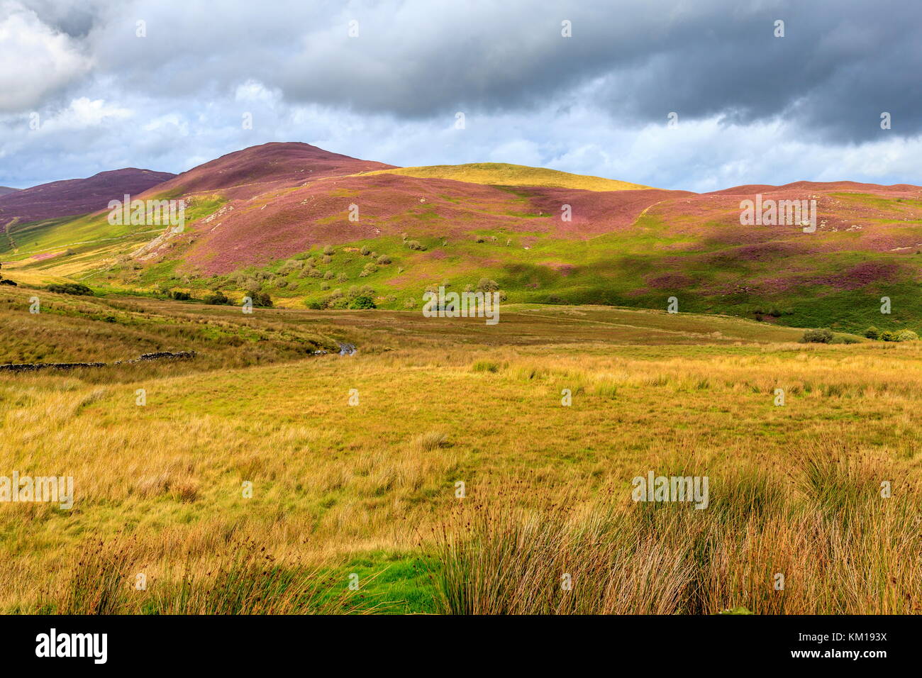 Mynydd carnedd filiast y devient presque violet avec la floraison de la bruyère, parc national de Snowdonia Banque D'Images