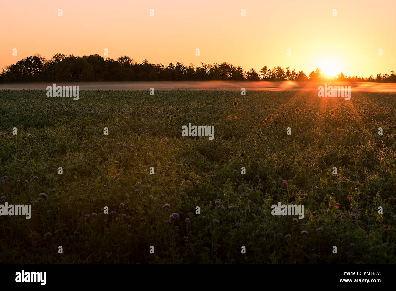 Le soleil se lever tôt le matin d'un petit champ avec quelques grands tournesols absorbant les rayons du soleil. Banque D'Images