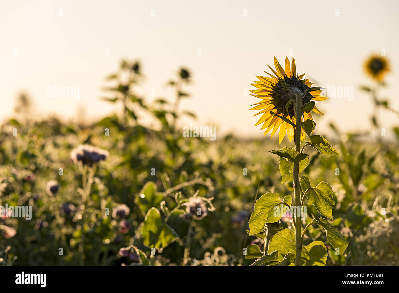 Une grande plante de tournesol dans un champ de cultures à profiter du soleil tôt le matin. Banque D'Images
