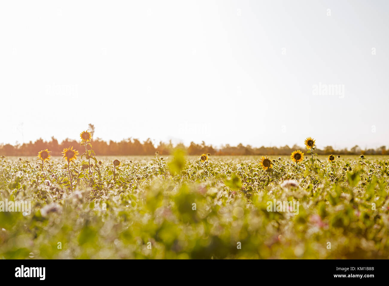 Le soleil se lever tôt le matin d'un petit champ avec quelques grands tournesols absorbant les rayons du soleil. Banque D'Images