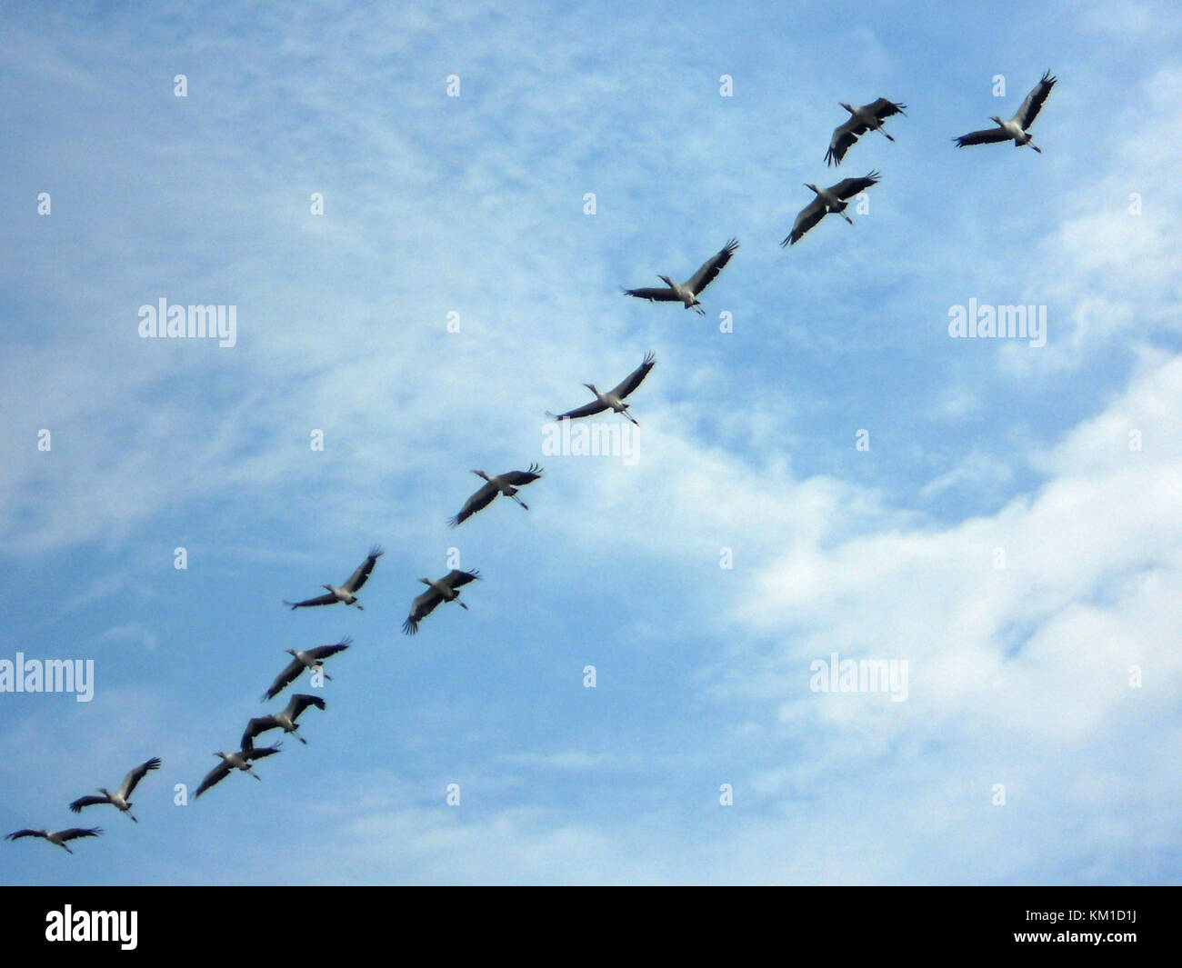 Wood stork troupeau en vol Banque D'Images