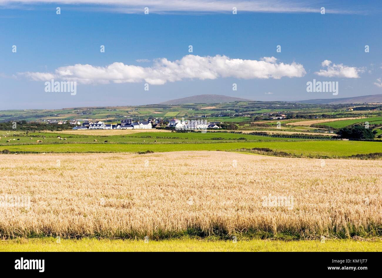 Terres agricoles sur benbane head à la Giant's Causeway, Bushmills, sur le nord Côte d'Antrim road, de l'irlande. knocklayd mountain derrière. Banque D'Images