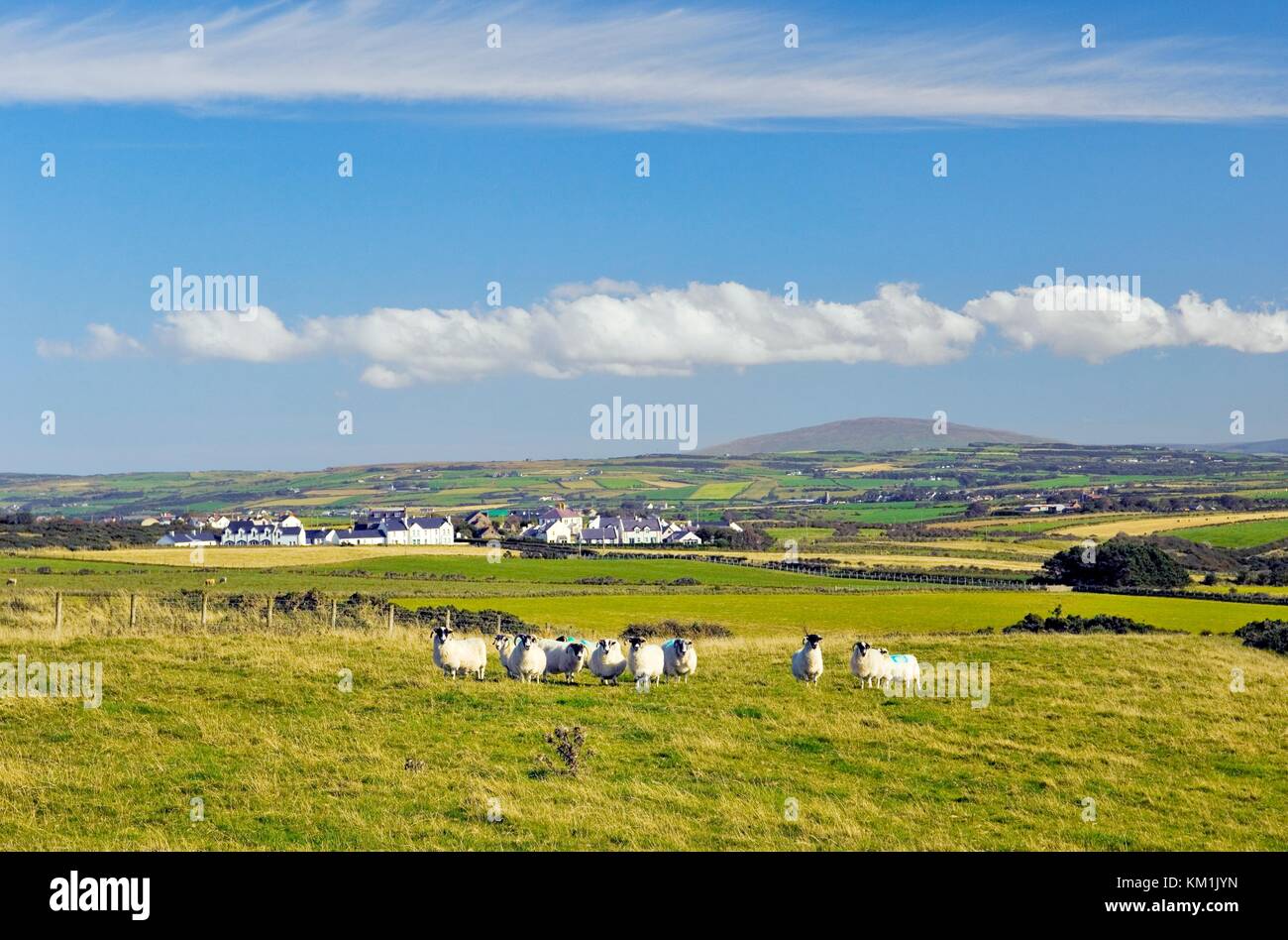 Moutons paissent sur les terres agricoles champ sur Benbane Head à Bushmills sur le Nord Côte d'Antrim Road, de l'Irlande. Knocklayd mountain derrière. Banque D'Images
