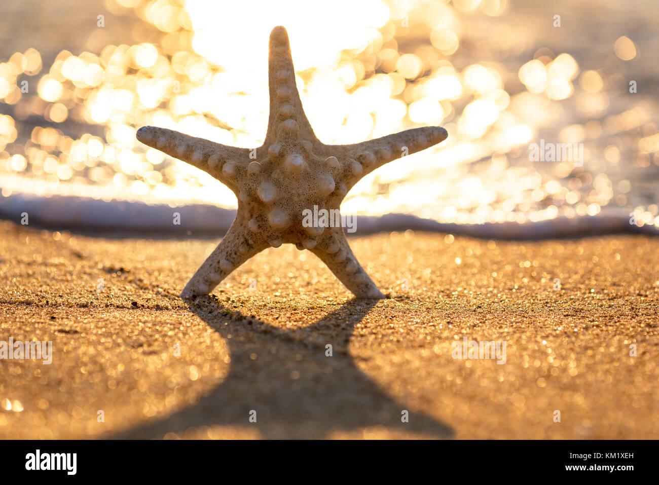 Étoile de mer sur la plage d'été au lever du soleil. Banque D'Images