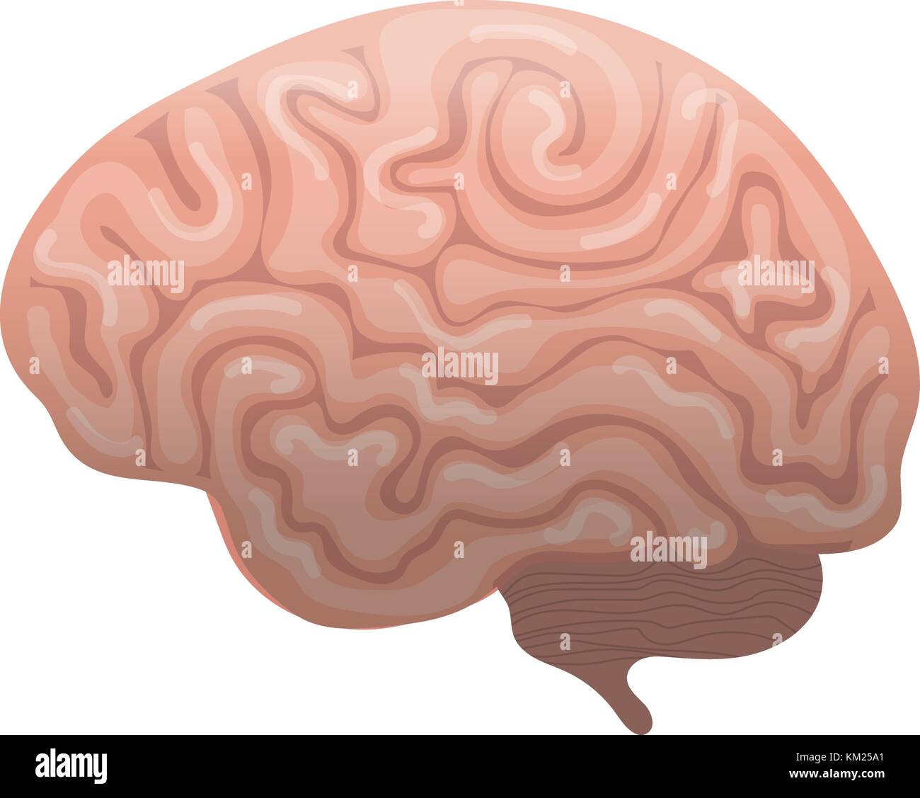L'icône du cerveau humain, télévision style. Les organes internes le symbole Vue latérale, isolé sur fond blanc. vector illustration. Illustration de Vecteur