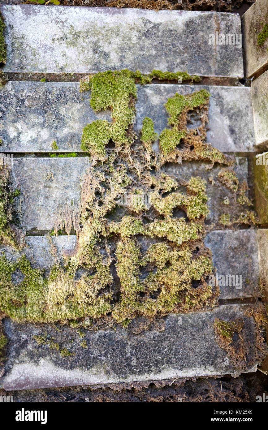 Morts et partiellement mousse sèche croissant sur un vieux mur de pierre dans un coin angle dans une vue en gros plan Banque D'Images