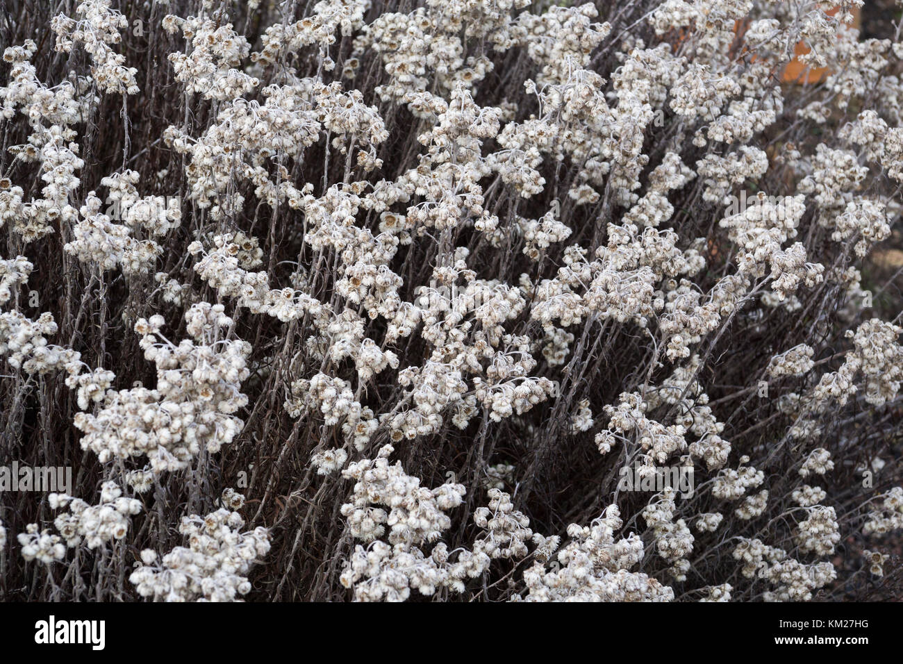 Anaphalis margaritacea Banque D'Images