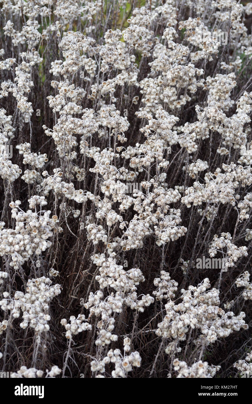 Anaphalis margaritacea Banque D'Images