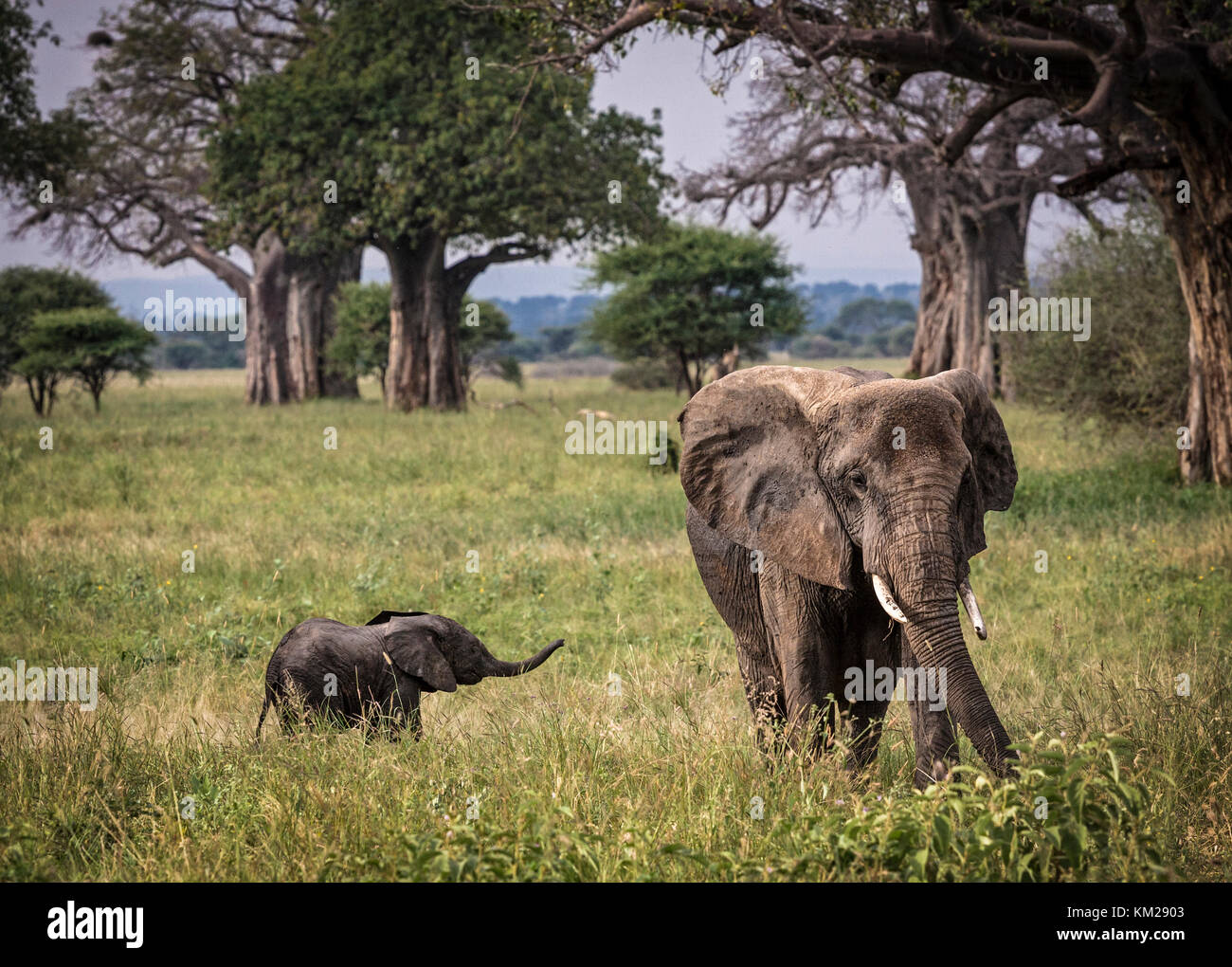 L'éléphant d'Afrique avec bébé in The Serengeti, Tanzania, Africa Banque D'Images