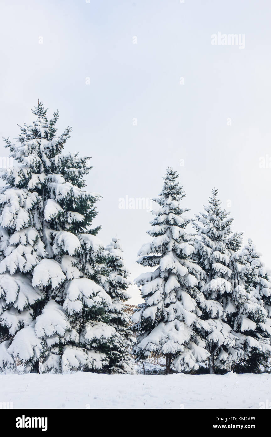 Fluffy vert sapin dans la neige, fond d'écran de noël concept Photo Stock -  Alamy