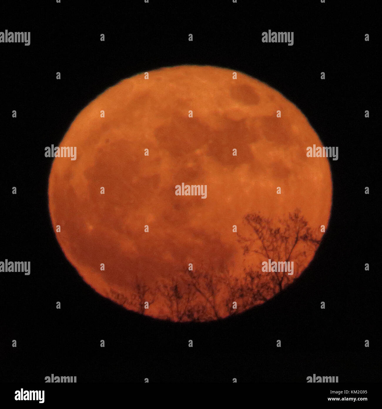 College Park, Maryland, USA. 19Th mar, 2017. La dernière pleine lune de l'année est connue comme la lune froide. Le ''2017'' lune froide décrite ici est aussi un ''upermoon'' qu'il a eu lieu au cours de la lune est plus près de la terre, également connu sous le nom de son périgée. les branches d'arbres contribuent à créer un sentiment d'échelle visuelle comme la lune s'élevait au-dessus de l'horizon juste après le coucher du soleil. Il y a aussi de la distorsion atmosphérique en raison de la façon dont le bas dans le ciel la lune était à l'époque. crédit : Evan golub/zuma/Alamy fil live news Banque D'Images