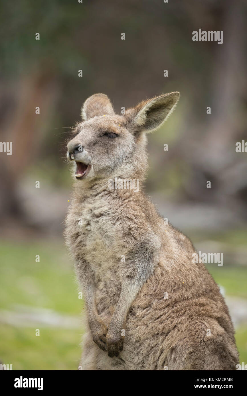 Le kangourou gris (Macropus giganteus) des profils de bâiller, Rivier, Victoria, Australie Banque D'Images