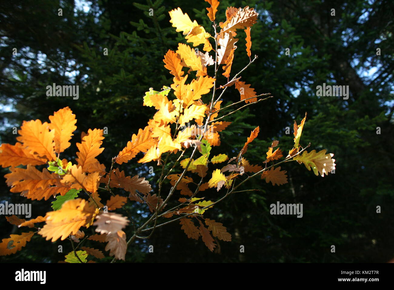 feuilles d’automne Banque D'Images