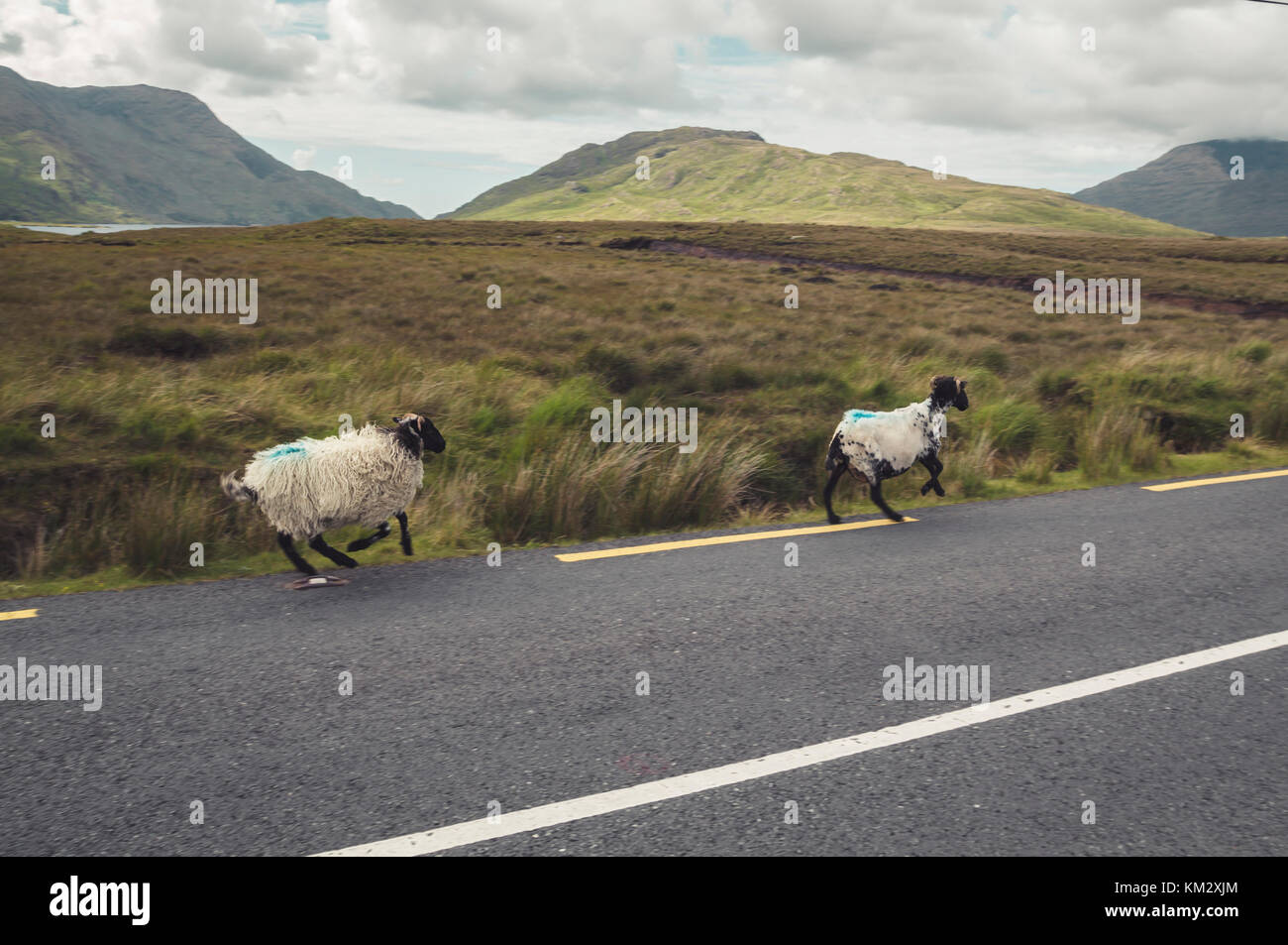 L'exécution de moutons dans la route, l'Irlande Banque D'Images