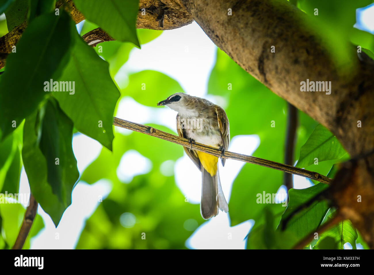 Bulbul ventilé jaune avec petit insecte dans sa bouche holding on branch Banque D'Images