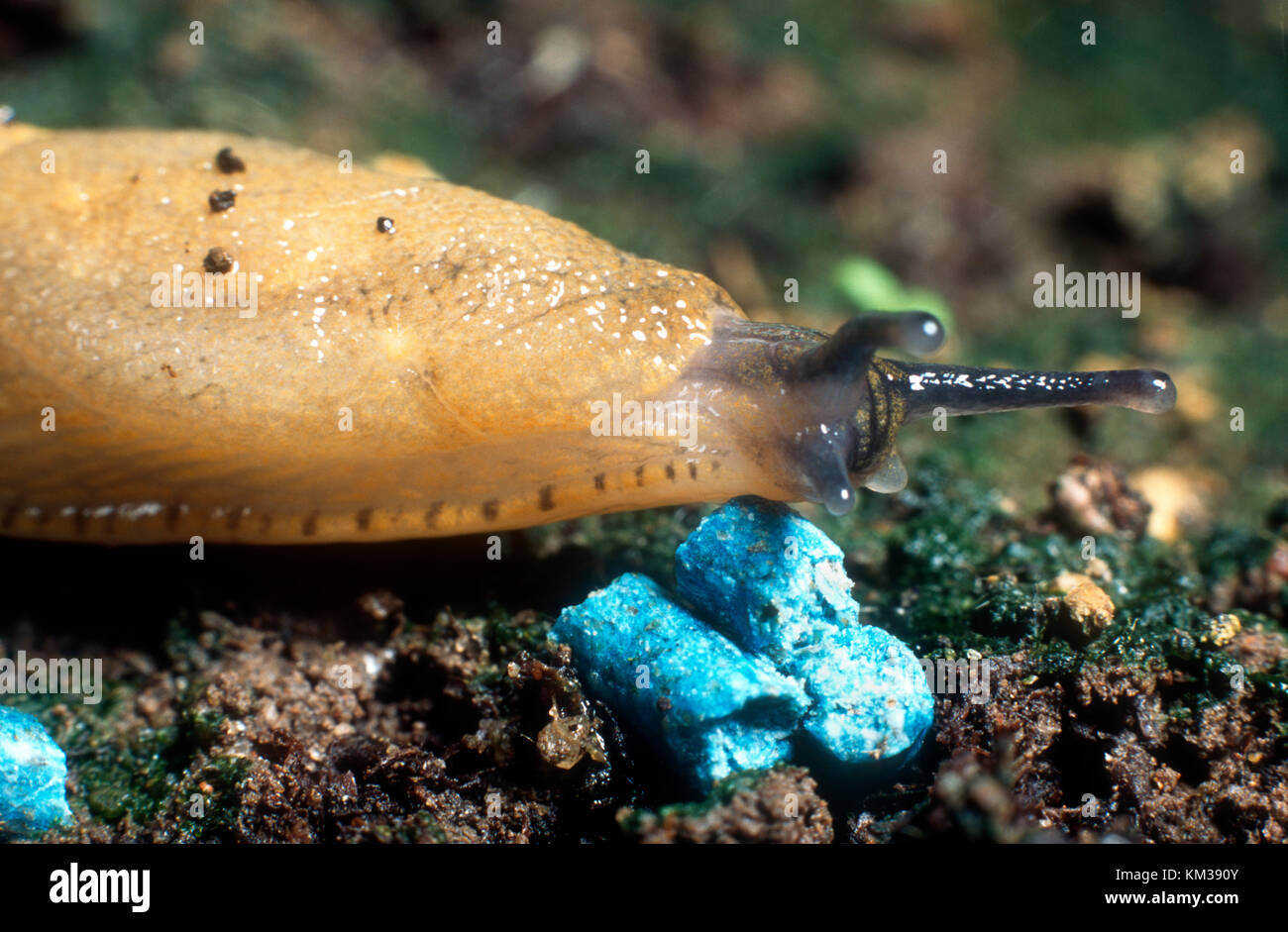 Limace à propos de manger granulés à limaces bleu Photo Stock - Alamy