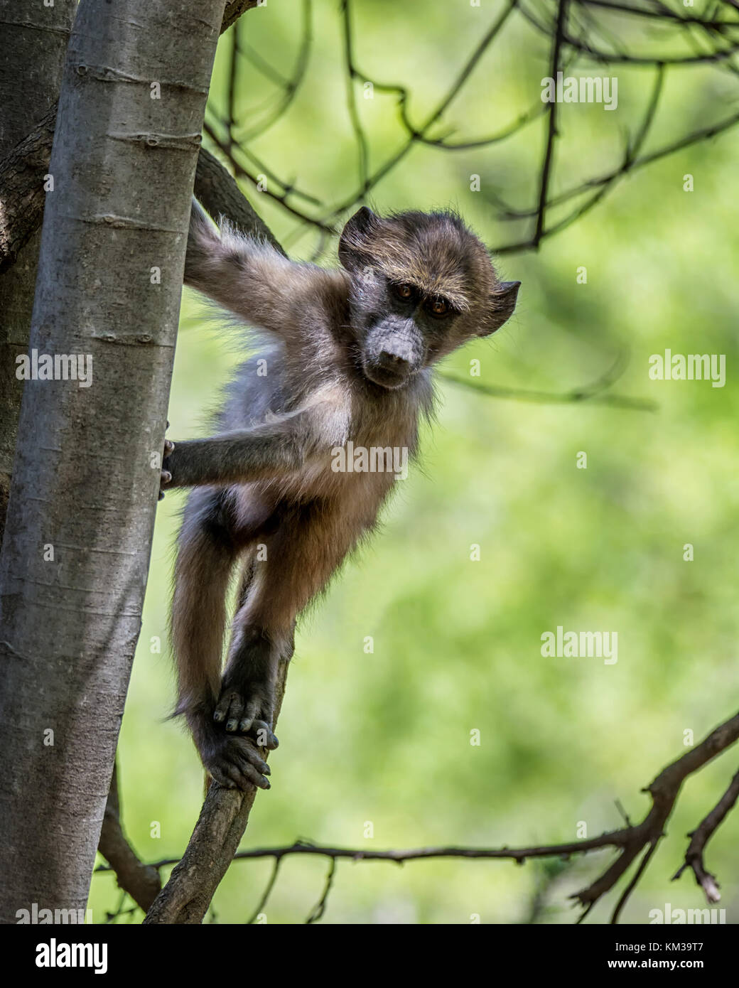 Un jeune babouin chacma regarder à partir d'un arbre dans le sud de la savane africaine Banque D'Images