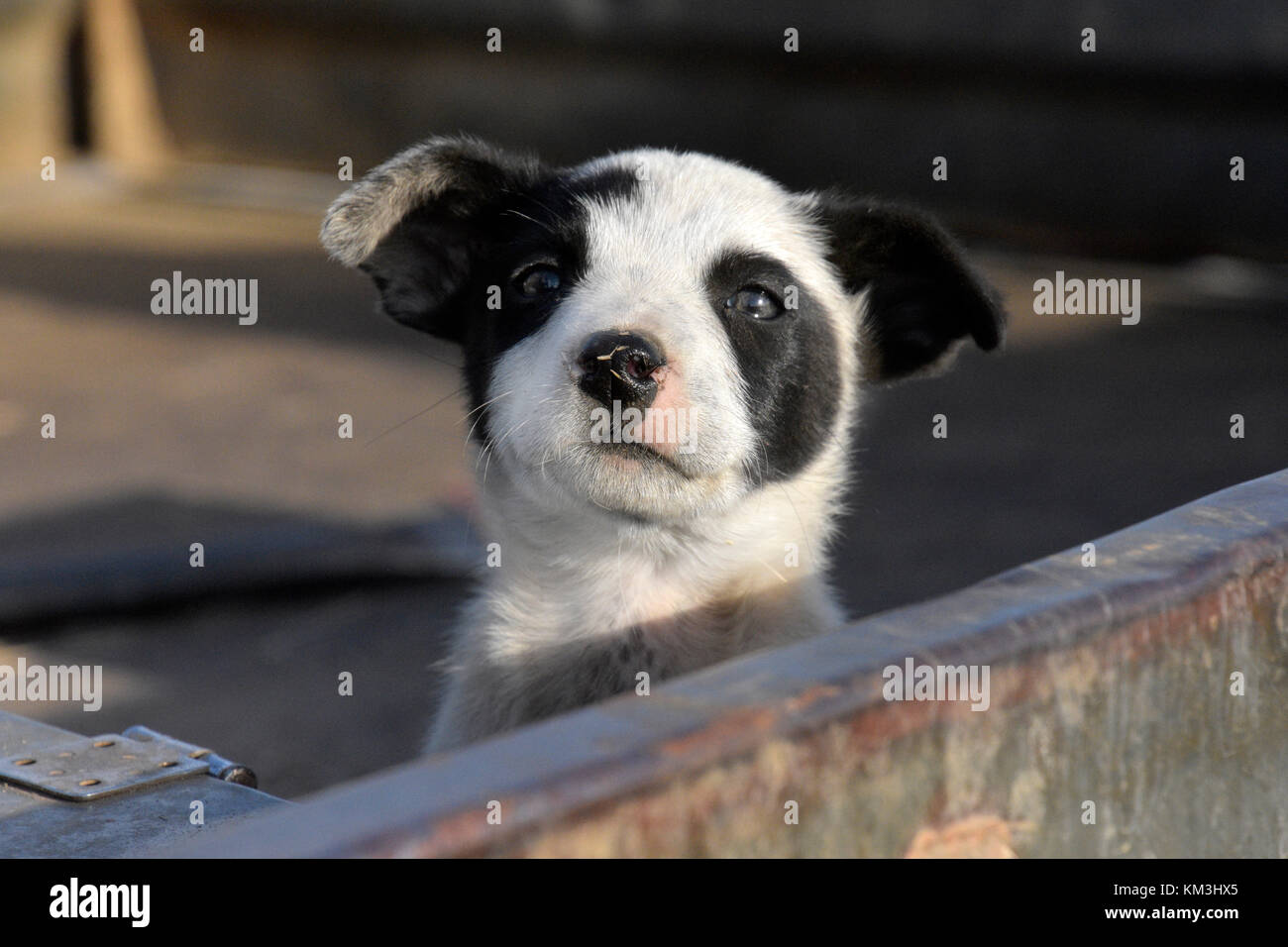 Chien de bétail au SEI. L'AUSTRALIE Banque D'Images