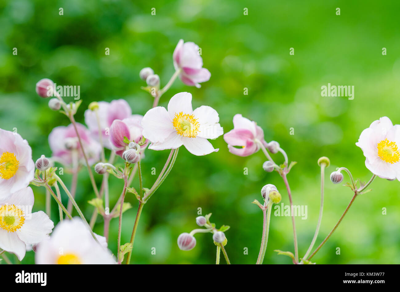 Fleur rose pâle anémone Japonaise, close-up. Remarque : profondeur de champ Banque D'Images