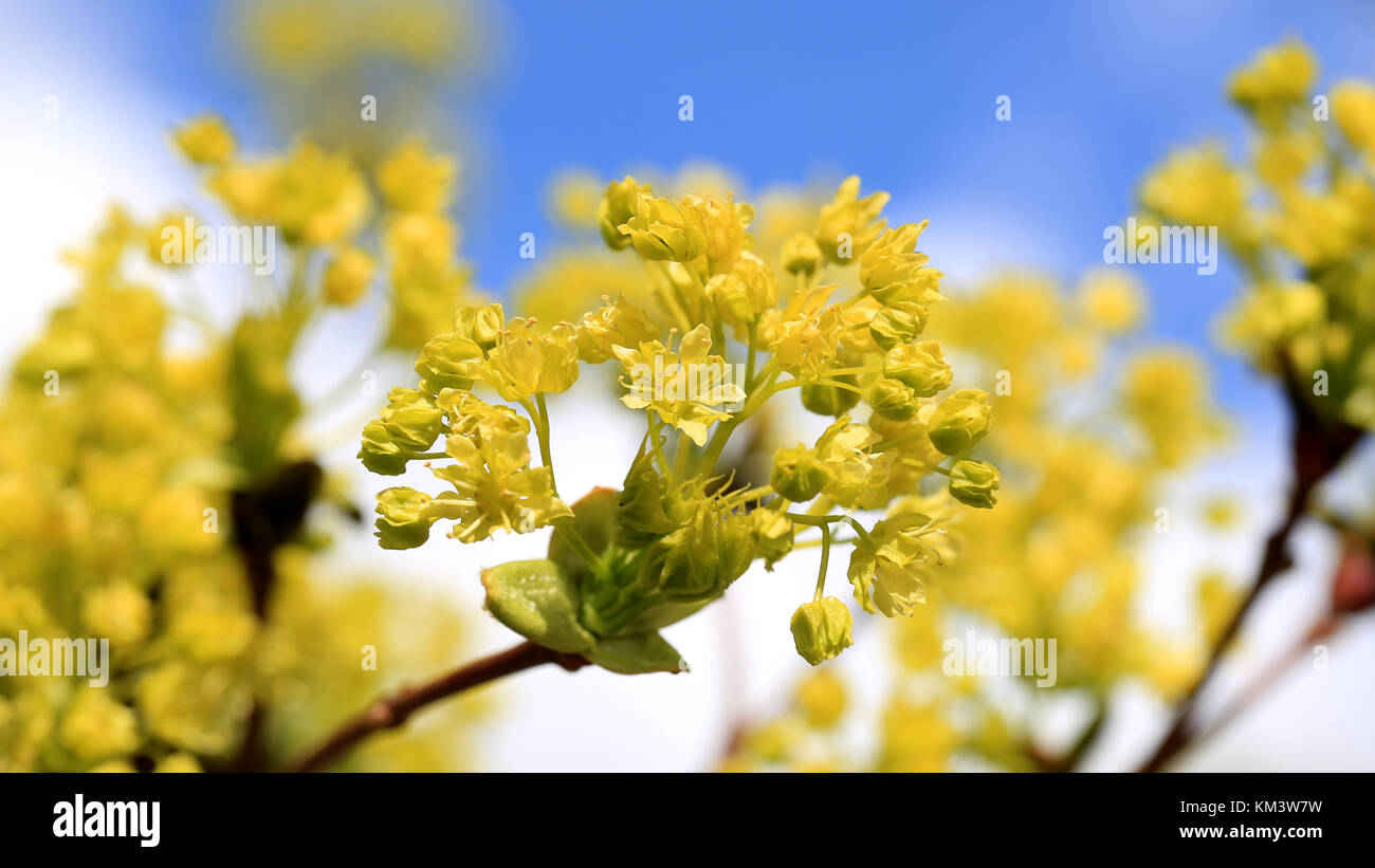 Maple Tree blossoms close up contre ciel clair au printemps. Banque D'Images