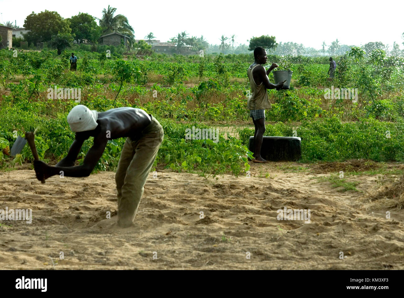 Grâce à l'irrigation sur le terrain peu de puits artésiens, région de la Volta, au Ghana, en Afrique de l'ouest, l'afrique © marco vacca/sintesi/Alamy stock photo *** c local Banque D'Images