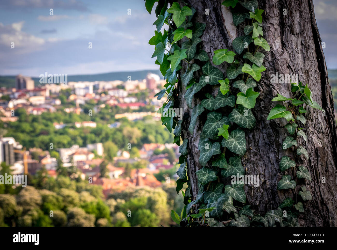 Tronc d'arbre recouvert de lierre et la ville en arrière-plan Banque D'Images