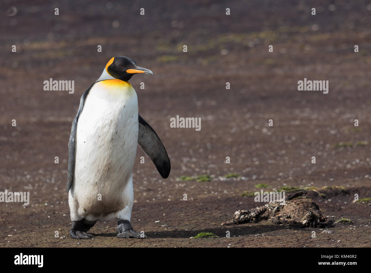 Manchots Sur La Plage Banque D Image Et Photos Alamy