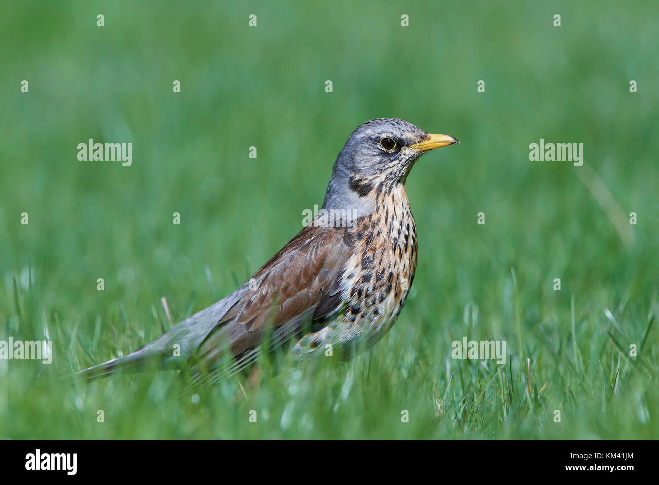 Fieldfare sur le terrain dans l'habitat naturel ts Banque D'Images