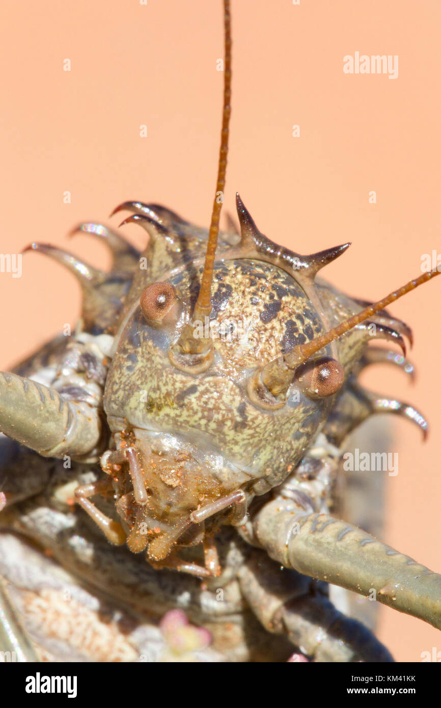 Un blindé lourd cricket (acanthoproctus sp.) dans le désert du Karoo, namaqualand, afrique. Banque D'Images